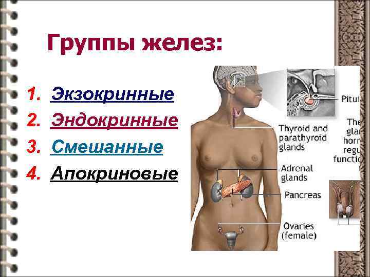 Группы желез: 1. 2. 3. 4. Экзокринные Эндокринные Смешанные Апокриновые 