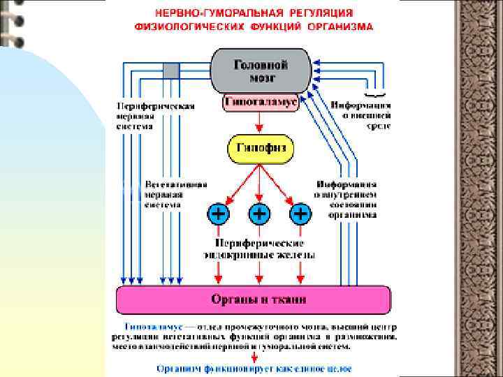 Регуляция физиологических процессов. Роль гипоталамуса в регуляции физиологических функции.. Уровни регуляции физиологических функций. Гуморальная регуляция физиологических функций. Схема регуляции физиологических процессов.