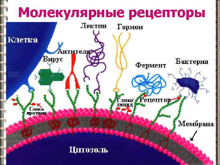 К контактным рецепторам относятся рецепторы. Молекулярные рецепторы. Молекулярный Рецептор это в физиологии. Молекулярные рецепторы клетки. Молекулярные рецепторы гормонов.