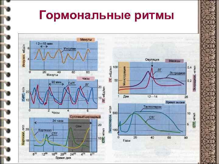 Гормональные ритмы 