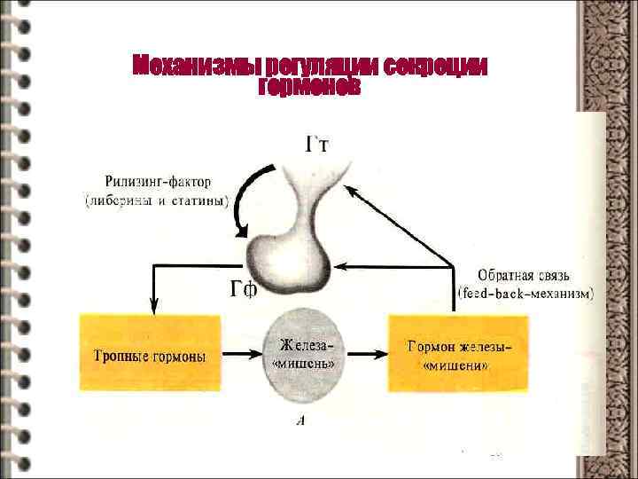 Механизмы регуляции секреции гормонов 