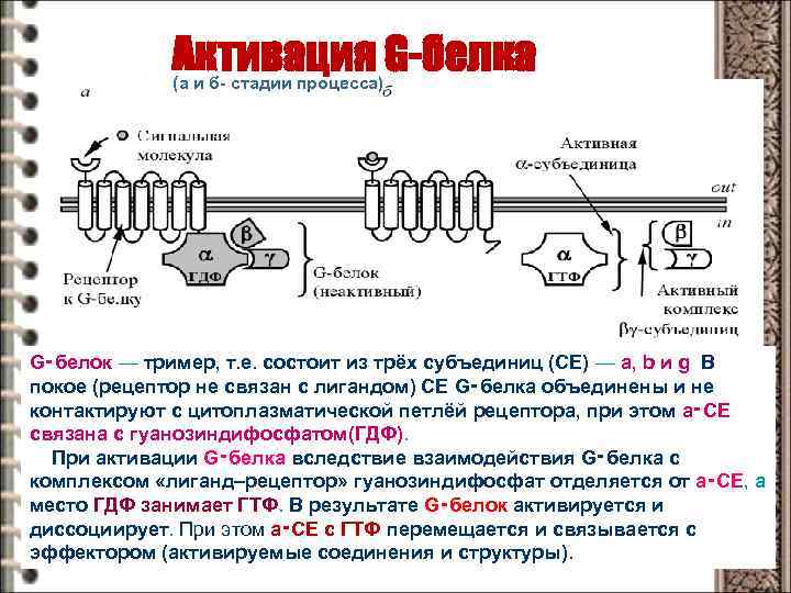Активация G-белка (а и б- стадии процесса) G‑белок — тример, т. е. состоит из