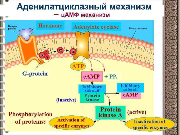 Аденилатциклазный механизм – ц. AMФ механизм Hormone Adenylate cyclase ATP G-protein c. AMP +