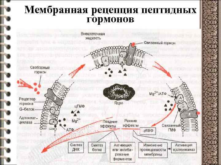 Мембранная рецепция пептидных гормонов 