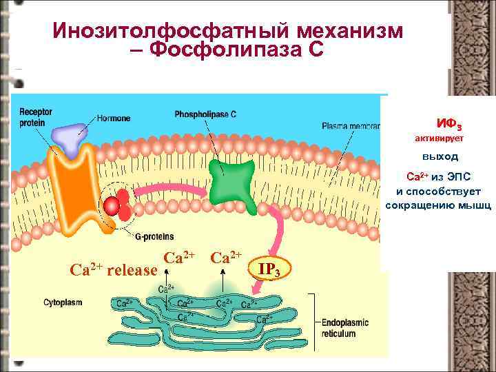 Инозитолфосфатный механизм – Фосфолипаза С ИФ 3 активирует выход Ca 2+ из ЭПС и