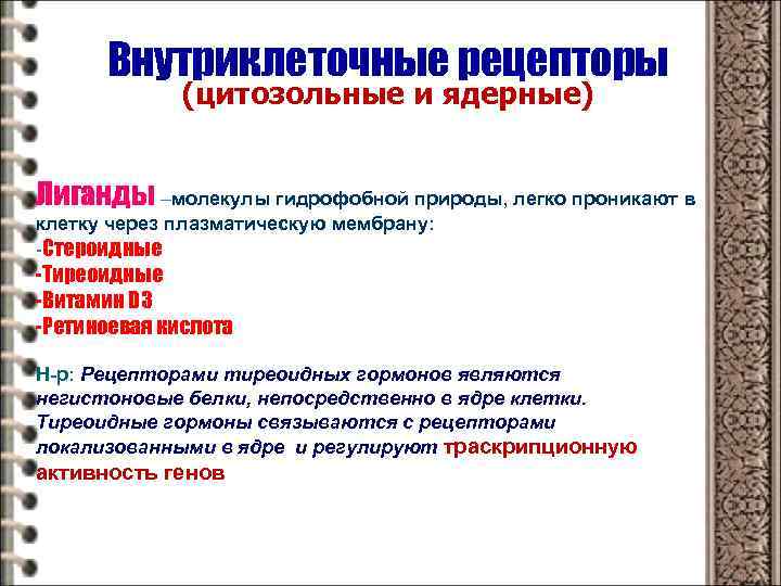 Внутриклеточные рецепторы (цитозольные и ядерные) Лиганды –молекулы гидрофобной природы, легко проникают в клетку через