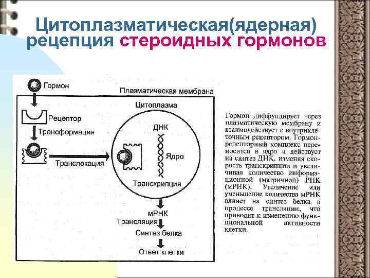 Цитоплазматическая(ядерная) рецепция стероидных гормонов 