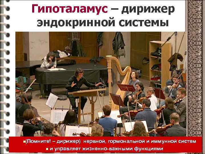 Гипоталамус – дирижер эндокринной системы n(Помните! – дирижер) нервной, гормональной и иммунной систем n