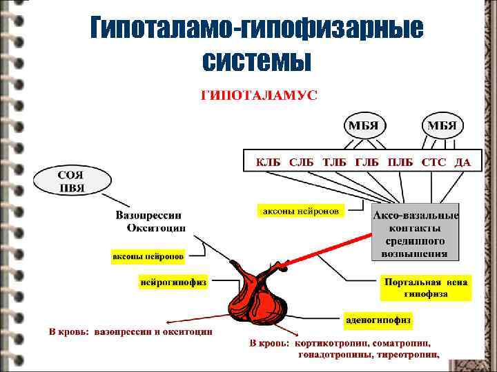 Гипоталамо-гипофизарные системы 