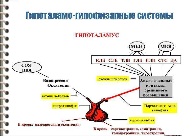 Гипоталамо-гипофизарные системы 