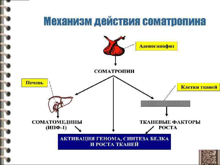 Механизм действия соматропина 