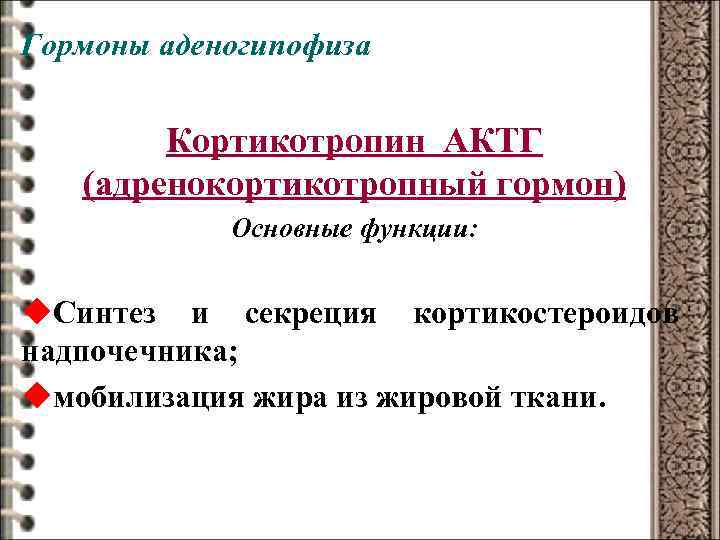 Гормоны аденогипофиза Кортикотропин АКТГ (адренокортикотропный гормон) Основные функции: u. Синтез и секреция кортикостероидов надпочечника;