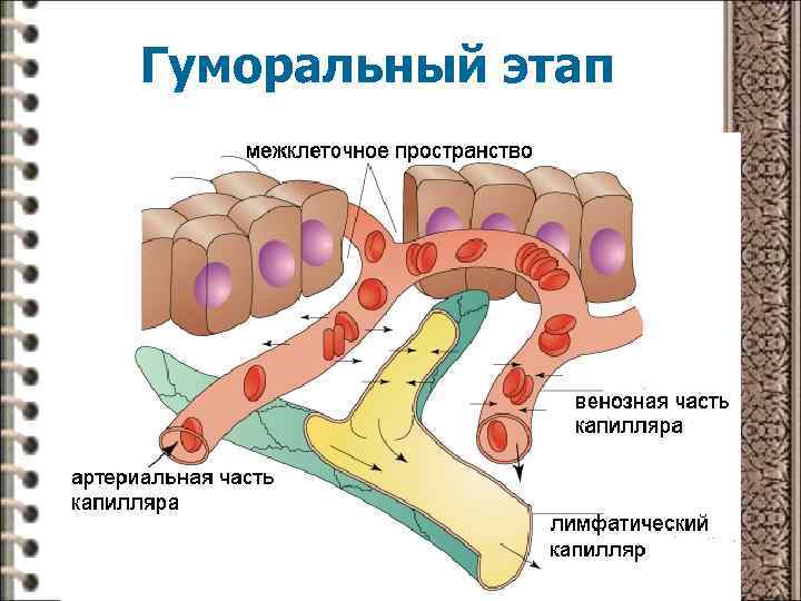 Гуморальный этап 