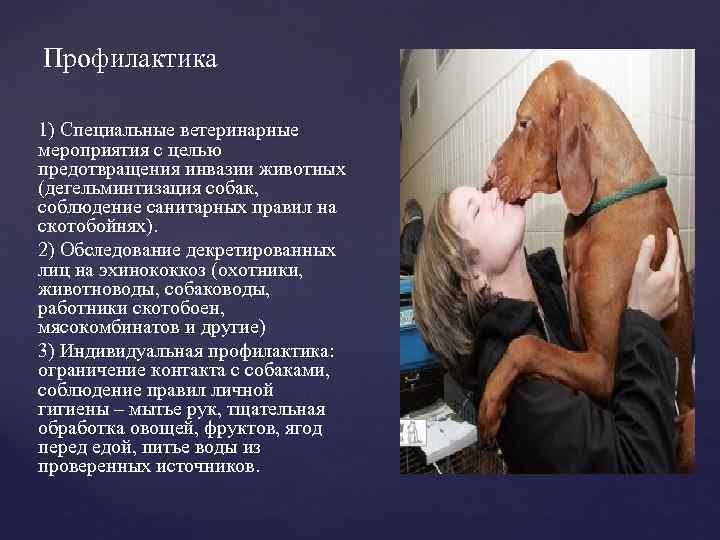 Профилактика 1) Специальные ветеринарные мероприятия с целью предотвращения инвазии животных (дегельминтизация собак, соблюдение санитарных