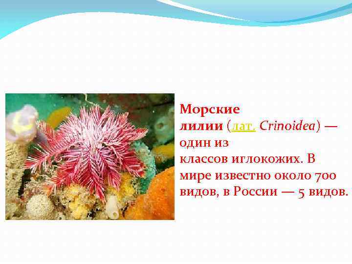 Морские лилии (лат. Crinoidea) — один из классов иглокожих. В мире известно около 700