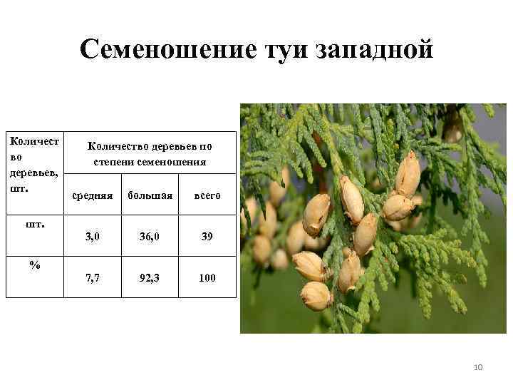 Семеношение туи западной Количест во деревьев, шт. Количество деревьев по степени семеношения средняя большая