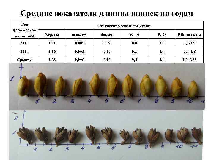 Средние показатели длинны шишек по годам Год формирован ия шишек Xср, см ±mx, см