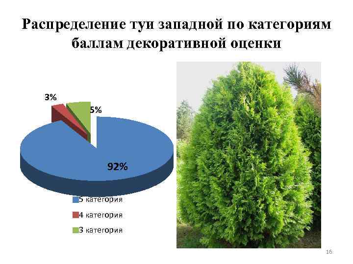 Распределение туи западной по категориям баллам декоративной оценки 3% 5% 92% 5 категория 4