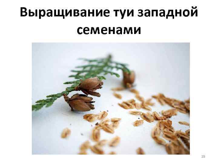 Выращивание туи западной семенами 19 