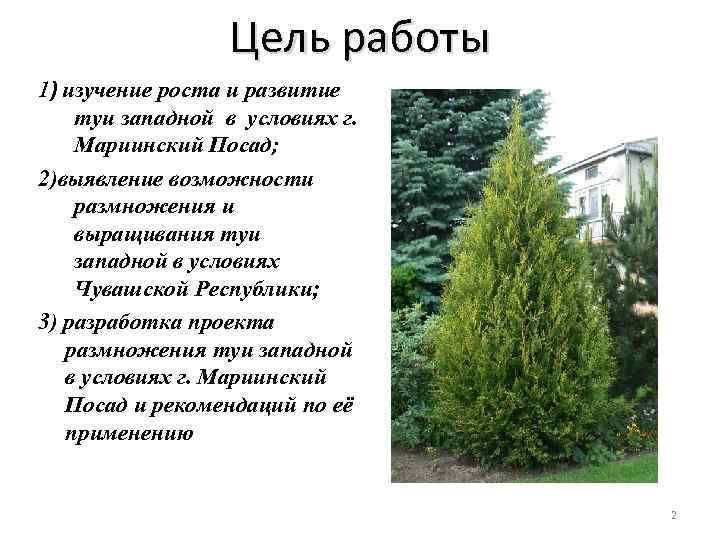 Цель работы 1) изучение роста и развитие туи западной в условиях г. Мариинский Посад;