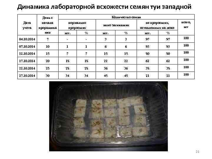 Динамика лабораторной всхожести семян туи западной Количество семян День с начала проращива ния шт.