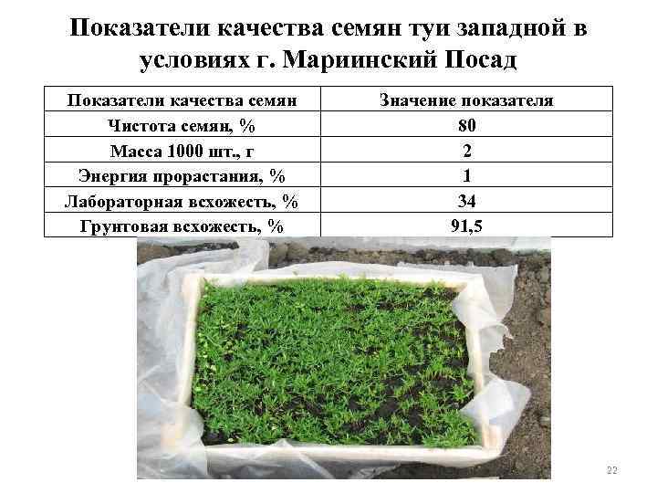 Показатели качества семян туи западной в условиях г. Мариинский Посад Показатели качества семян Чистота
