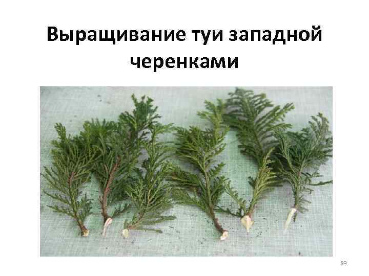 Выращивание туи западной черенками 23 