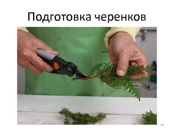 Подготовка черенков 24 