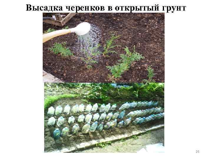 Высадка черенков в открытый грунт 25 