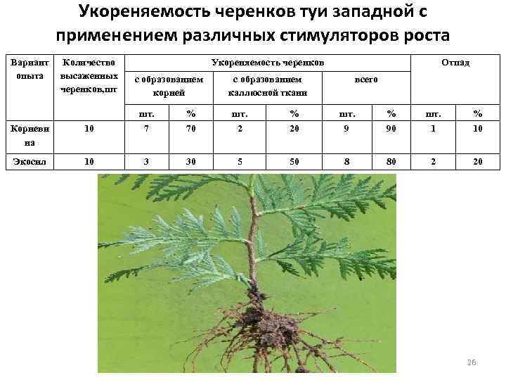 Укореняемость черенков туи западной с применением различных стимуляторов роста Вариант опыта Количество высаженных черенков,