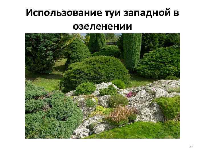 Использование туи западной в озеленении 27 
