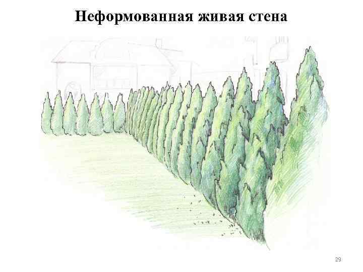 Неформованная живая стена 29 