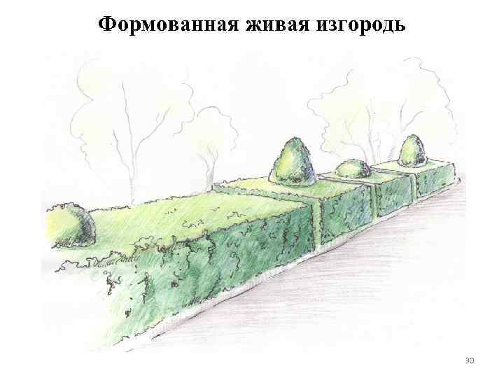 Формованная живая изгородь 30 