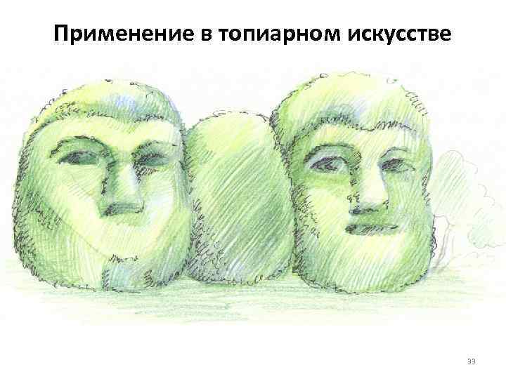 Применение в топиарном искусстве 33 