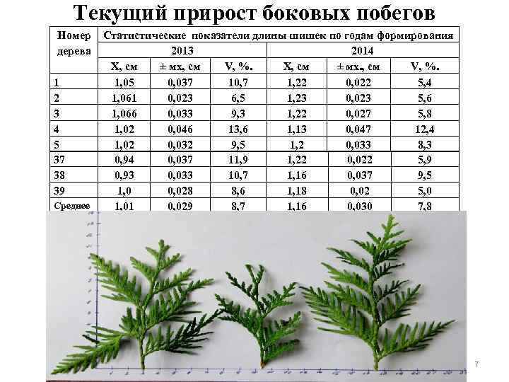 Текущий прирост боковых побегов Номер дерева 1 2 3 4 5 37 38 39