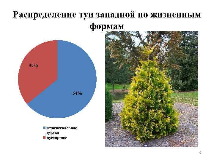 Распределение туи западной по жизненным формам 36% 64% многоствольное дерево кустарник 9 