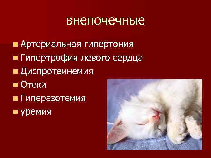 внепочечные n Артериальная гипертония n Гипертрофия левого сердца n Диспротеинемия n Отеки n Гиперазотемия