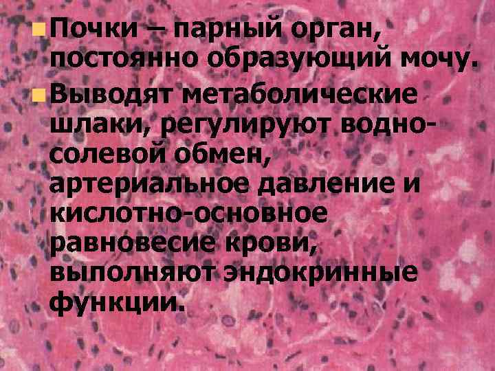 n Почки – парный орган, постоянно образующий мочу. n Выводят метаболические шлаки, регулируют водносолевой