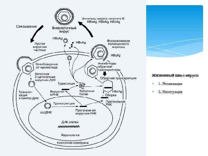 Жизненный цикл вируса: 1. Репликация 2. Интеграция 