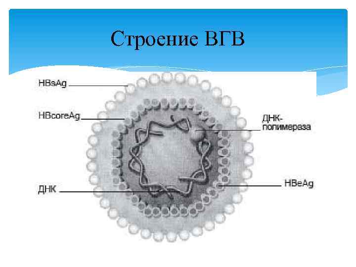 Строение ВГВ 