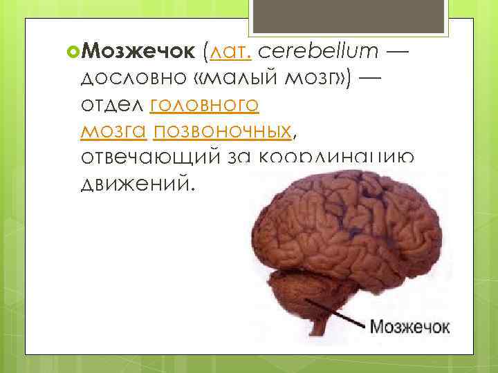  Мозжечок (лат. cerebellum — дословно «малый мозг» ) — отдел головного мозга позвоночных,
