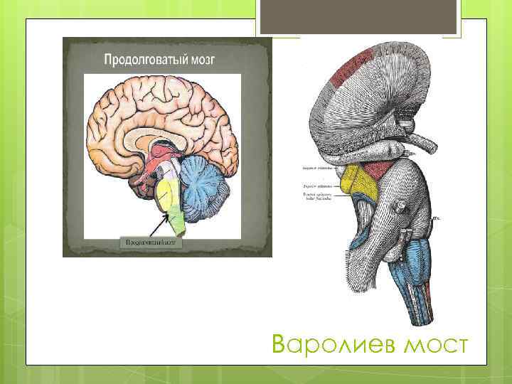 Варолиев мост 