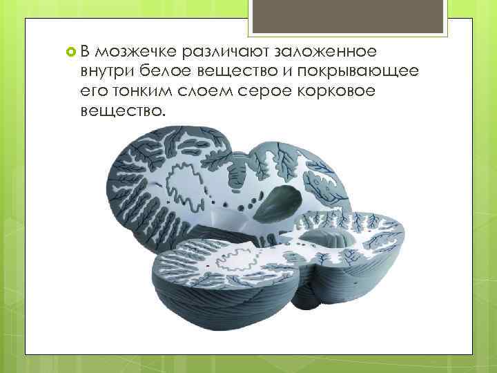  В мозжечке различают заложенное внутри белое вещество и покрывающее его тонким слоем серое