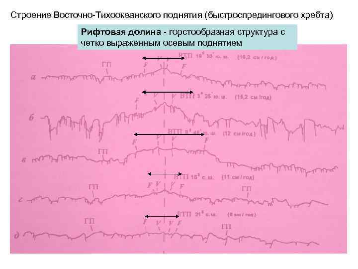 Строение Восточно-Тихоокеанского поднятия (быстроспредингового хребта) Рифтовая долина - горстообразная структура с четко выраженным осевым