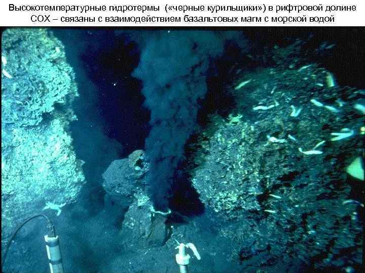 Высокотемпературные гидротермы ( «черные курильщики» ) в рифтровой долине СОХ – связаны с взаимодействием