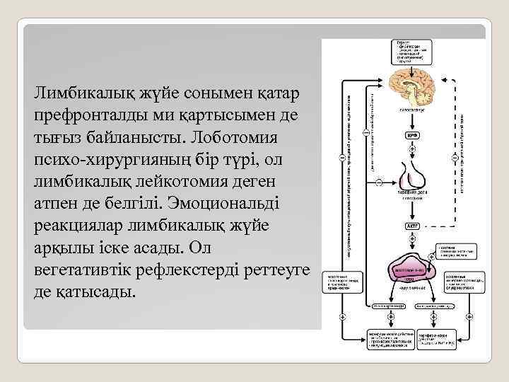 Лимбикалық жүйе сонымен қатар префронталды ми қартысымен де тығыз байланысты. Лоботомия психо-хирургияның бір түрі,