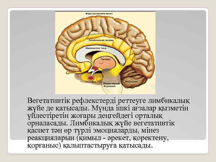 Вегетативтік рефлекстерді реттеуге лимбикалық жүйе де қатысады. Мүнда ішкі ағзалар қызметін үйлестіретін жоғары деңгейдегі