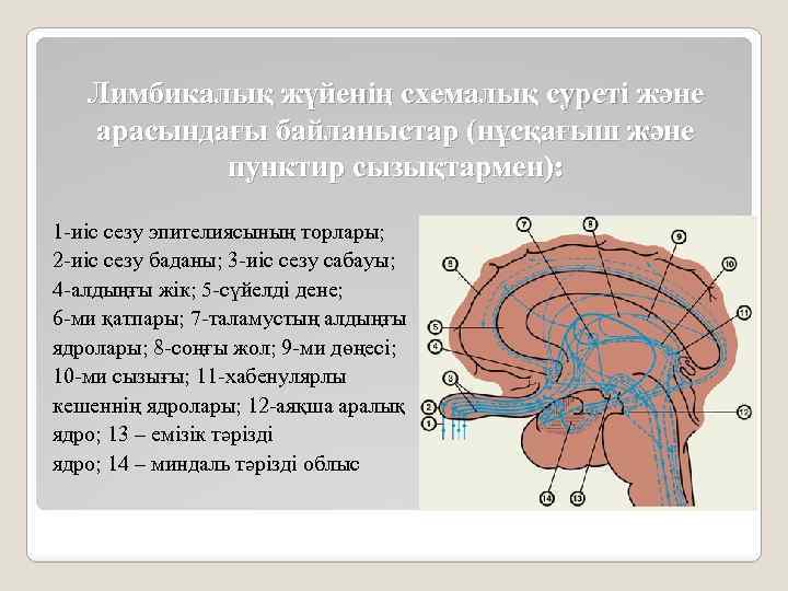 Лимбикалық жүйенің схемалық суреті және арасындағы байланыстар (нұсқағыш және пунктир сызықтармен): 1 -иіс сезу