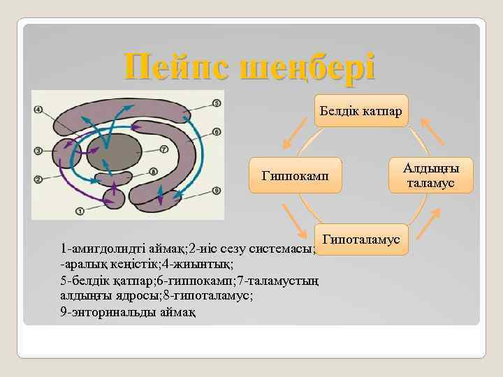 Пейпс шеңбері Белдік катпар Гиппокамп Гипоталамус 1 -амигдолидті аймақ; 2 -иіс сезу системасы; 3