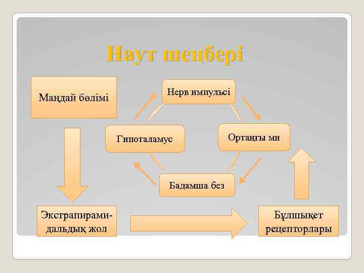 Наут шеңбері Маңдай бөлімі Нерв импульсі Гипоталамус Ортаңғы ми Бадамша без Экстрапирамидальдық жол Бұлшықет